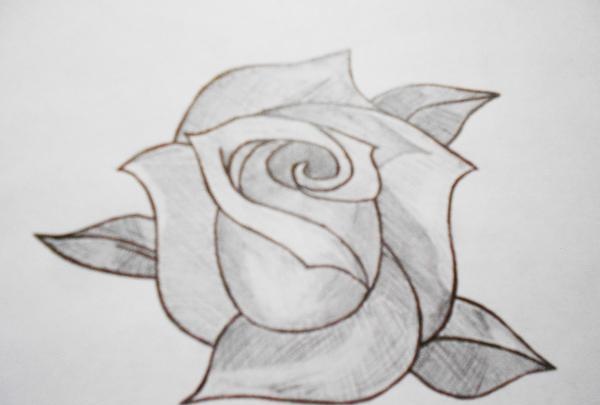 dibujando una rosa
