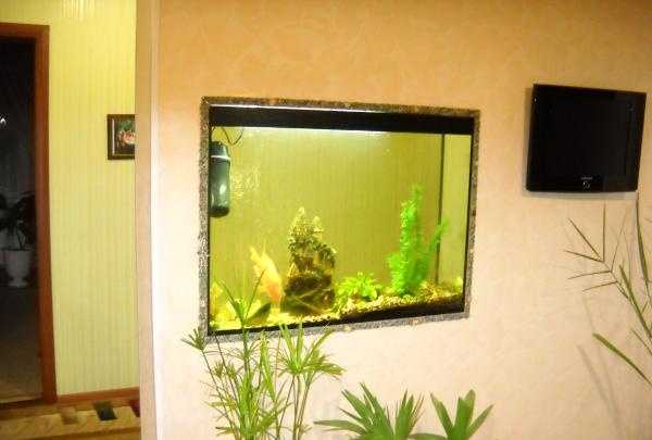 Aquarium in der Wand