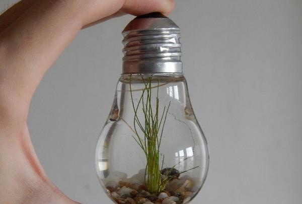 Aquarium in a light bulb