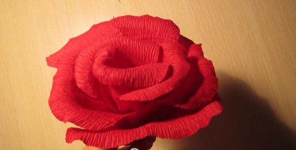 Formiranje pupoljka ruže