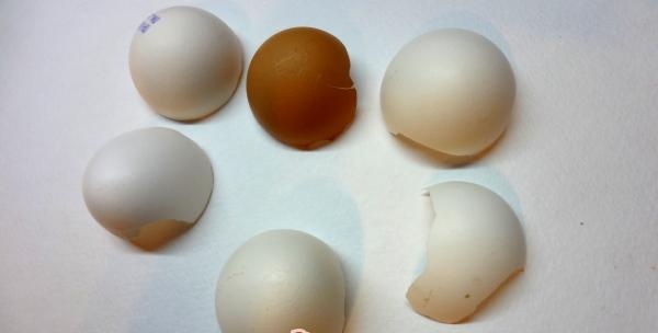 לשטוף קליפות ביצים
