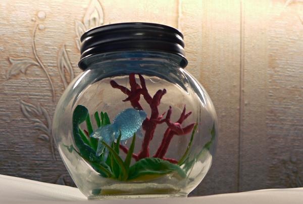 mini-aquarium