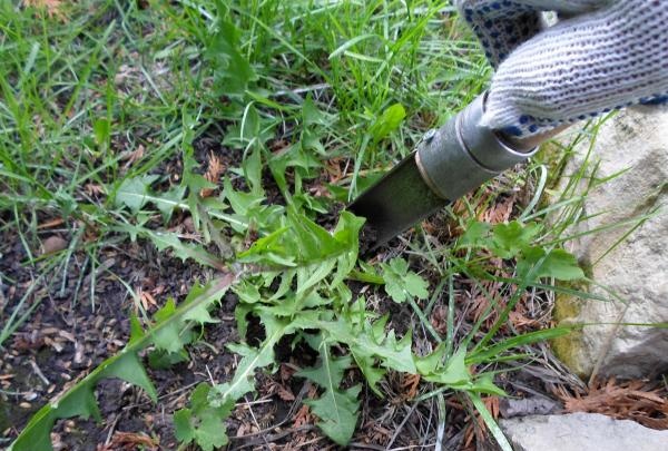 weed remover