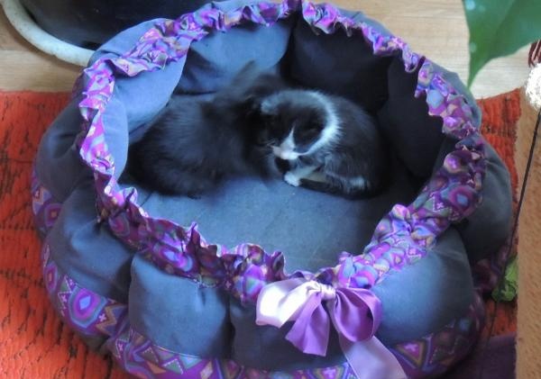 מיטת חתולים