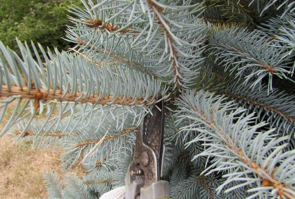 איך מכסים עצי מחט לחורף