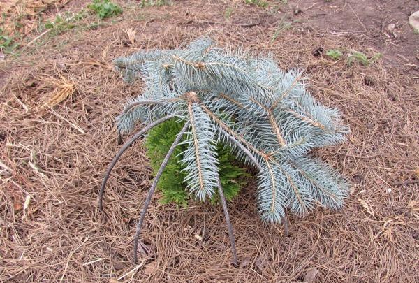 How to cover conifers for the winter