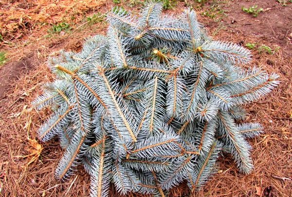 Paano takpan ang mga conifer para sa taglamig