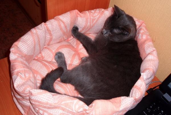 Kočičí pelíšek