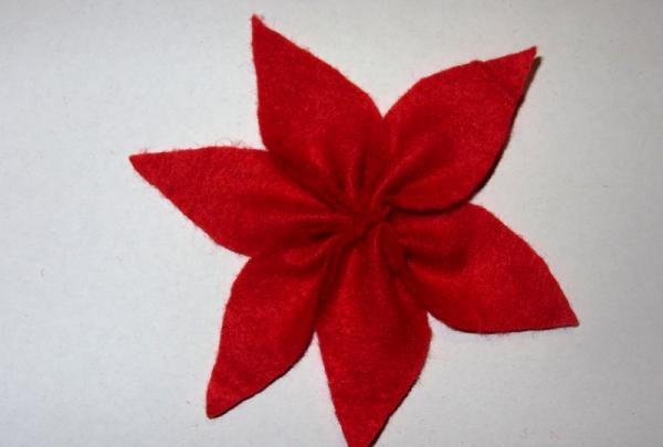 poinsettia flower