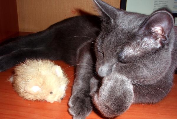 Kailinis pelės žaislas katei