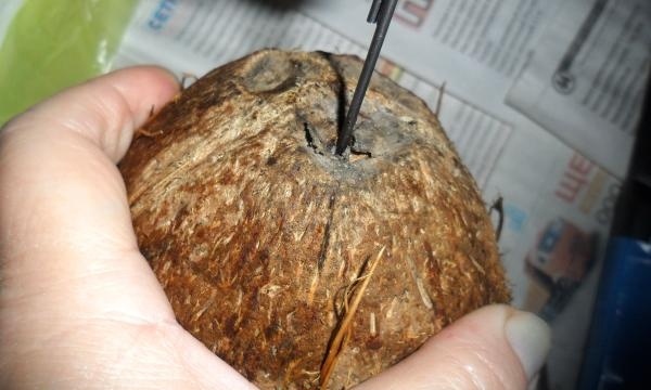 Hvordan jeg lavede kokosolie