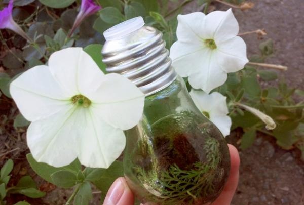 terrarium in a light bulb