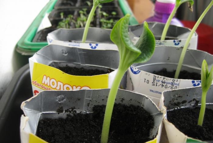 Zucchini in einem warmen Beet anbauen