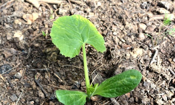 Menanam zucchini di tempat tidur yang hangat