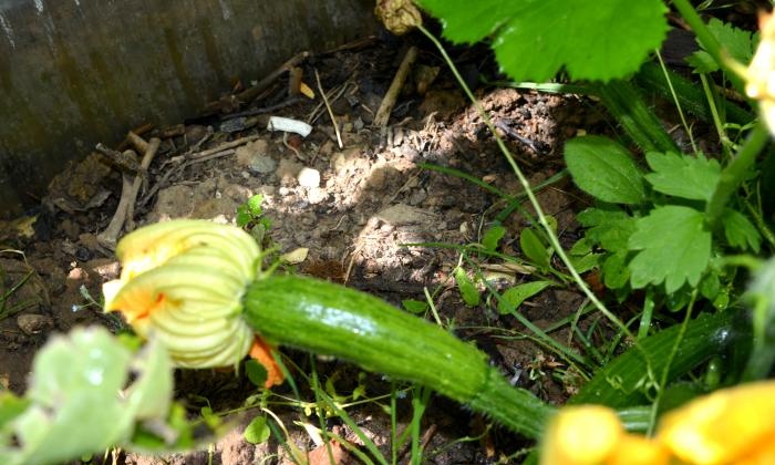 Dyrking av zucchini i en varm seng