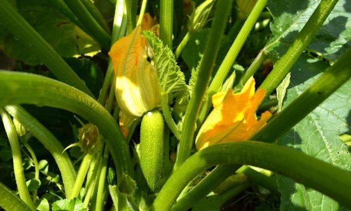 Cultivando abobrinha em uma cama quente