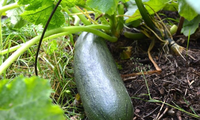 Dyrking av zucchini i en varm seng