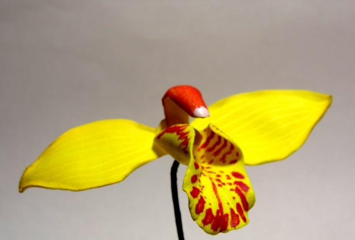 Mistrzowska klasa na gałązkach orchidei