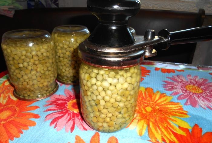 Menuai untuk musim sejuk - Kacang hijau