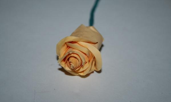 putik mawar yang separuh terbuka