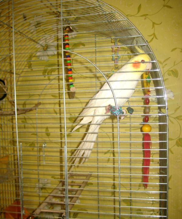 perroquet sur une corde