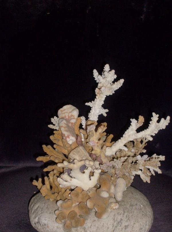 Composição de corais