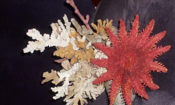 Thành phần của san hô với một ngôi sao