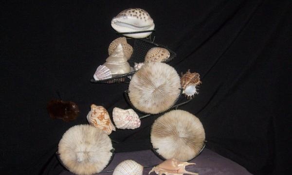 Composition of corals and shells