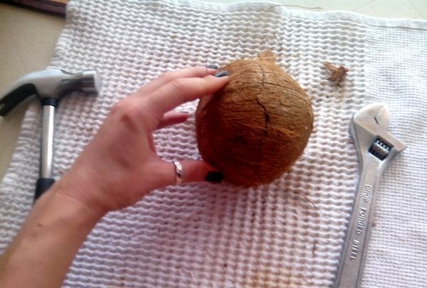 korsspricka av kokosnöt