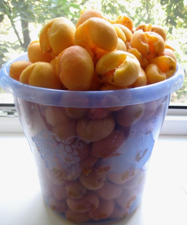 bucket of apricots
