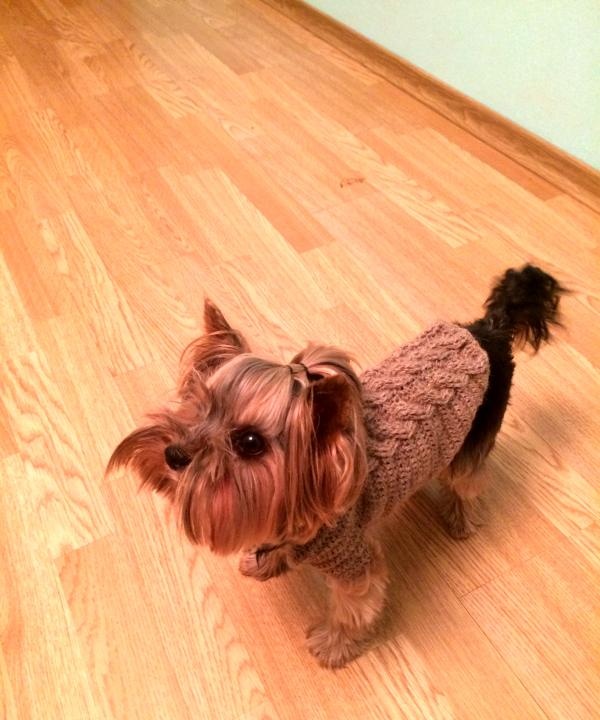 Hund im Pullover