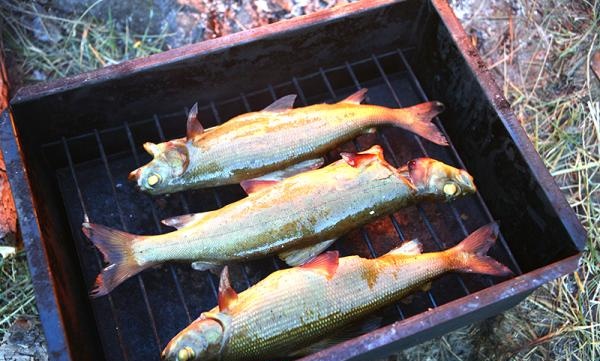وصفات التخييم للأسماك المدخنة الساخنة