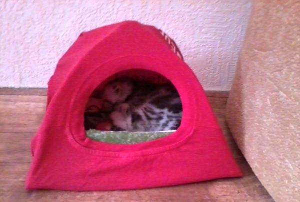 خيمة منزلية للحيوانات الأليفة