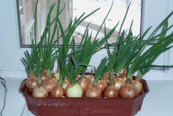 onion growing