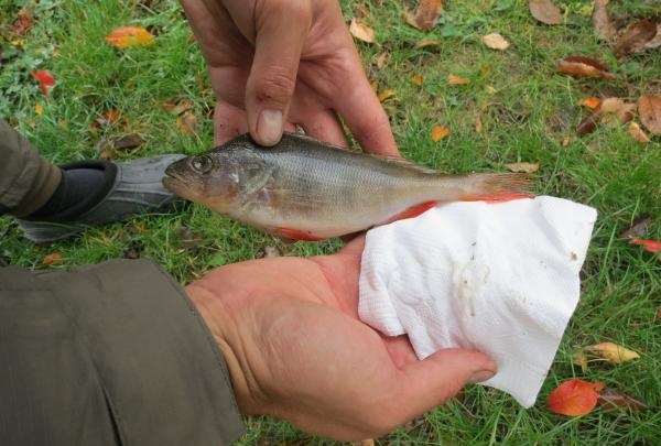 tør hver fisk af med en serviet