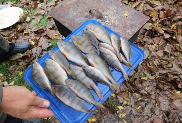 limpe cada peixe com um guardanapo