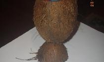 Držač za olovke od kokosa