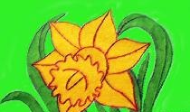 Drawing a daffodil