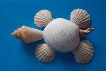 Children's fantasy “Animals made from shells”