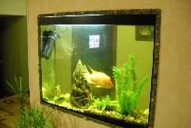 Aquarium dans le mur