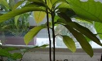 Hvordan dyrke en avokado fra et frø