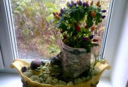 Vase pentru plante de interior