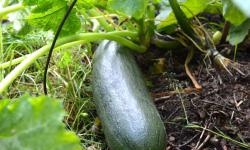Growing zucchini in a warm bed