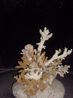 Κοράλλια και κοχύλια στο εσωτερικό του σπιτιού