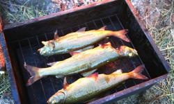 Rețete de călătorie: pește afumat la cald