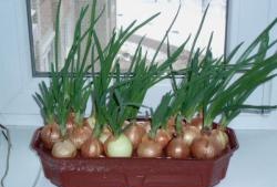 Instalación casera para el cultivo de cebollas verdes.