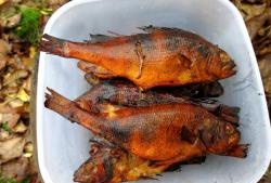 Hot smoked perch