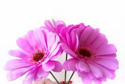 Gerbera rosa de foamiran