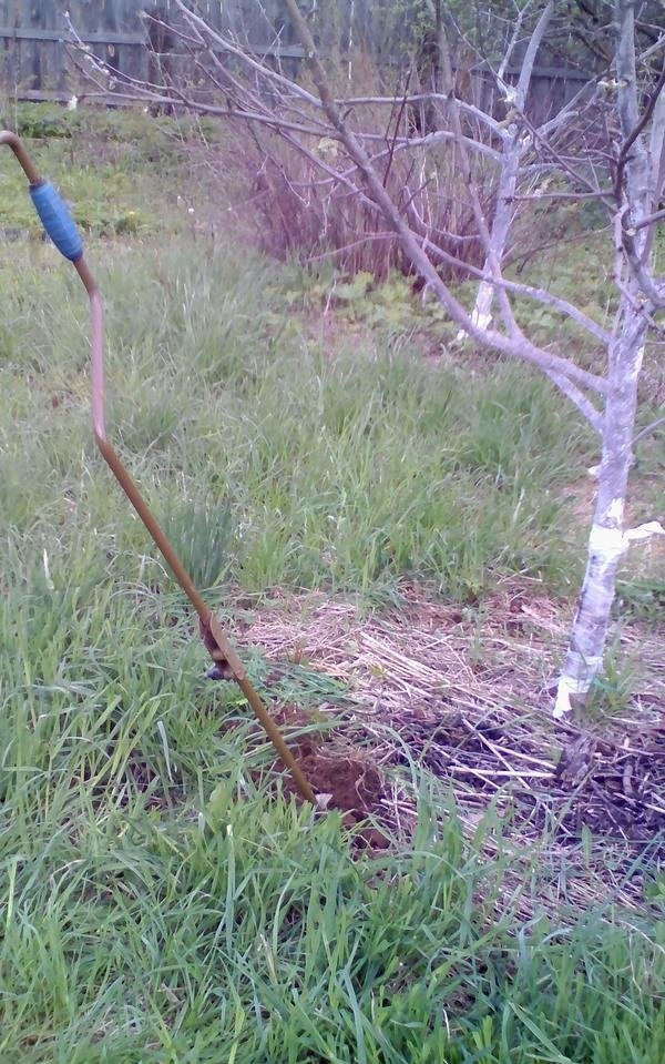 Device for watering and feeding apple trees