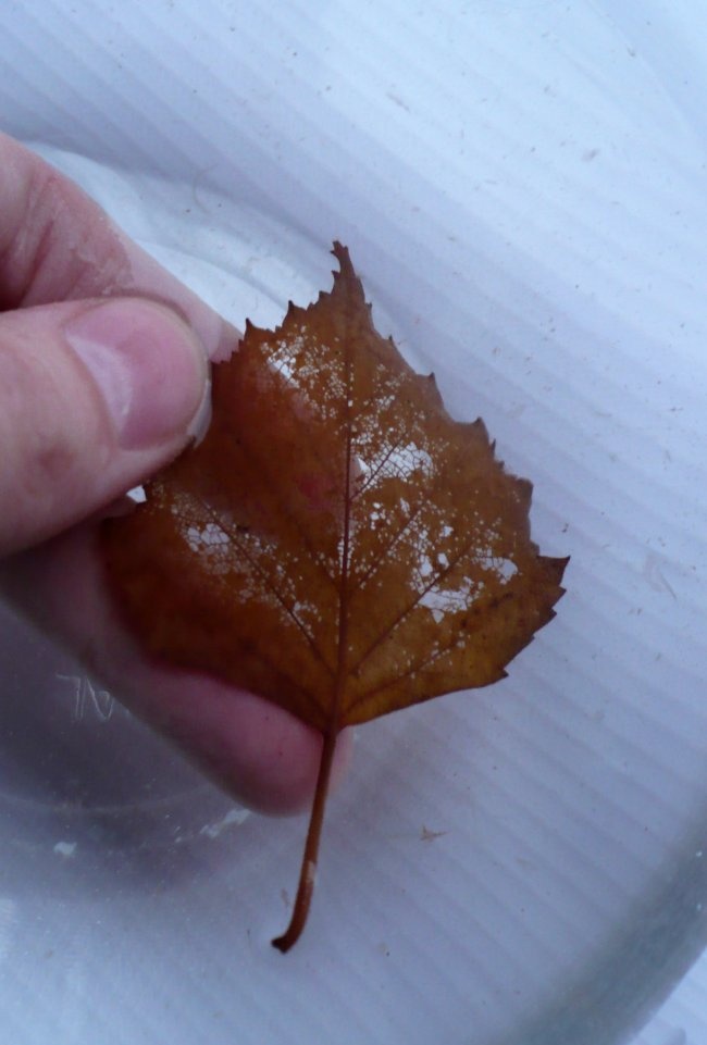 How to make skeletonized leaves easily